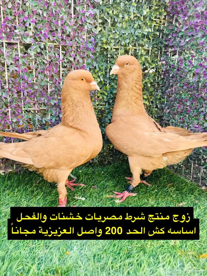 حمام شامي للبيع الموقع الخرج واصل الرياض مجانا 24