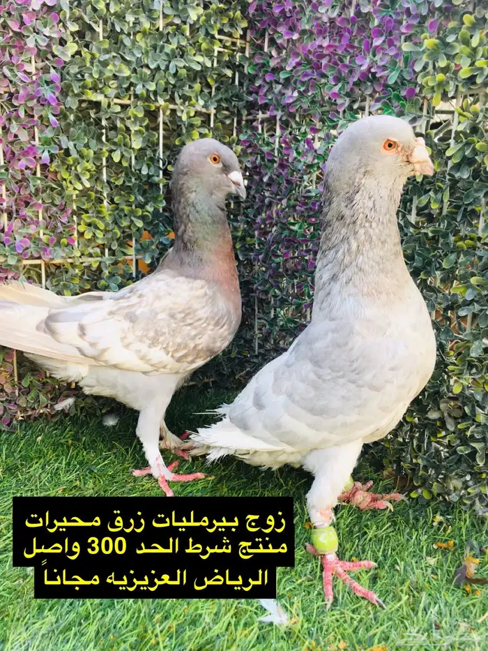 حمام شامي للبيع الموقع الخرج واصل الرياض مجانا 28