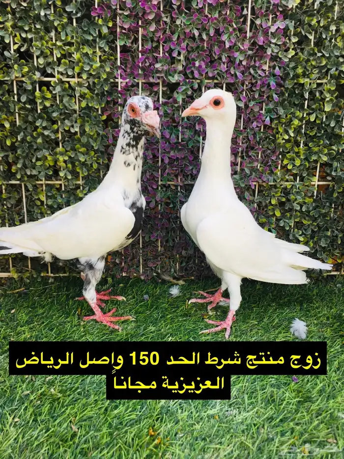 حمام شامي للبيع الموقع الخرج واصل الرياض مجانا 8