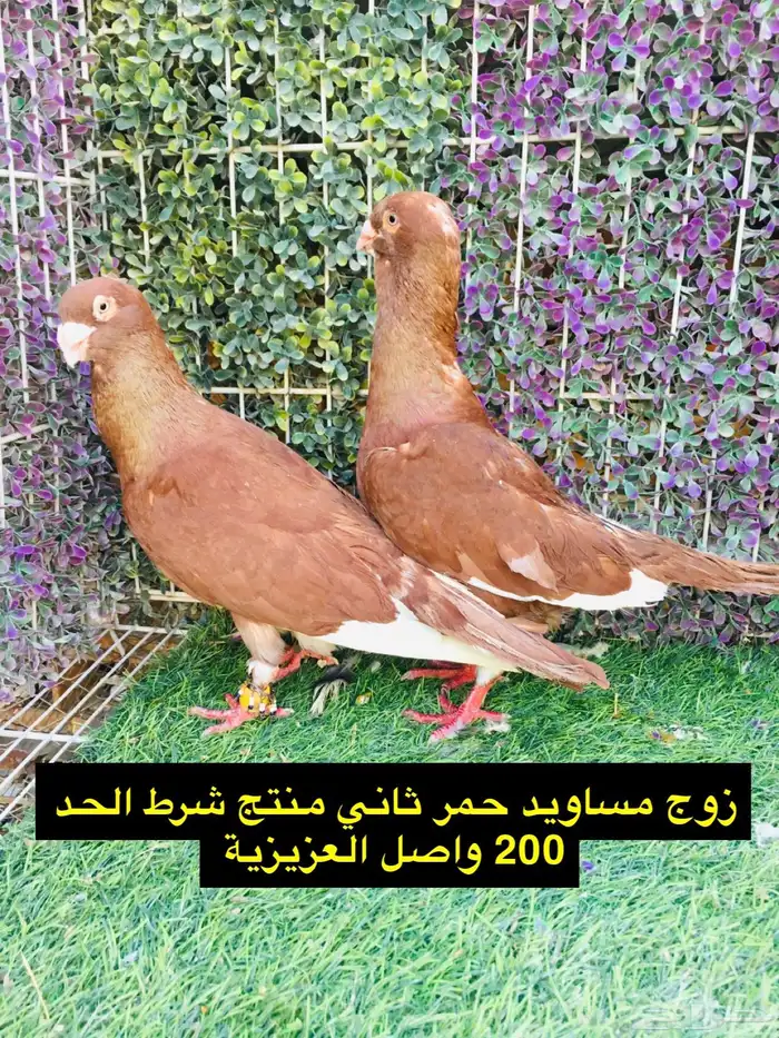 حمام شامي للبيع الموقع الخرج واصل الرياض مجانا 14