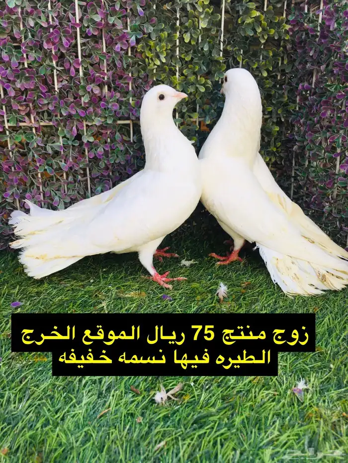 حمام شامي للبيع الموقع الخرج واصل الرياض مجانا 44