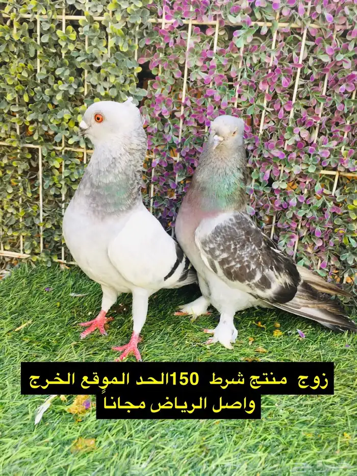 حمام شامي للبيع الموقع الخرج واصل الرياض مجانا 39