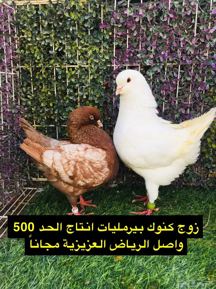 حمام شامي للبيع الموقع الخرج واصل الرياض مجانا 29