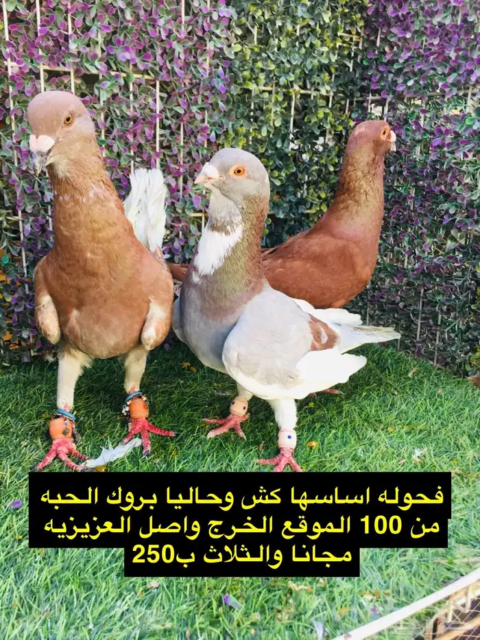 حمام شامي للبيع الموقع الخرج واصل الرياض مجانا 35