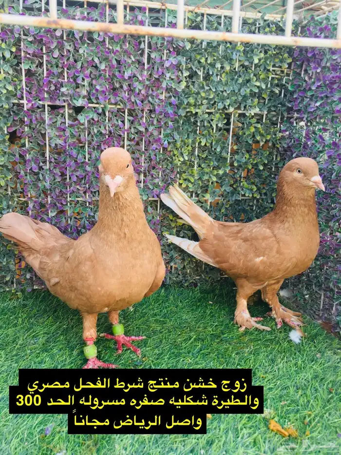 حمام شامي للبيع الموقع الخرج واصل الرياض مجانا 23