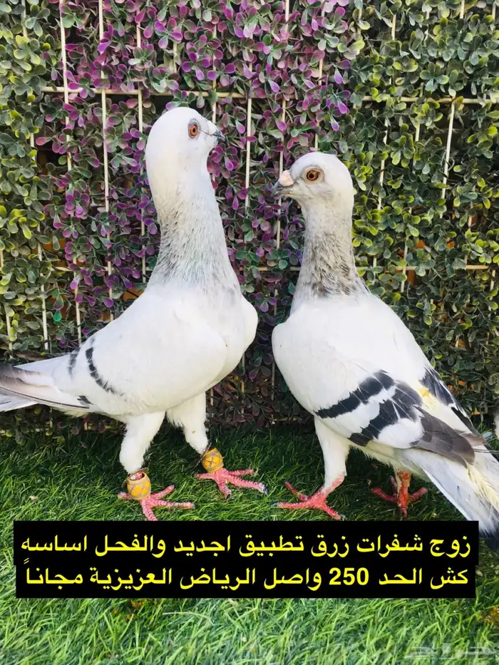 حمام شامي للبيع الموقع الخرج واصل الرياض مجانا 22