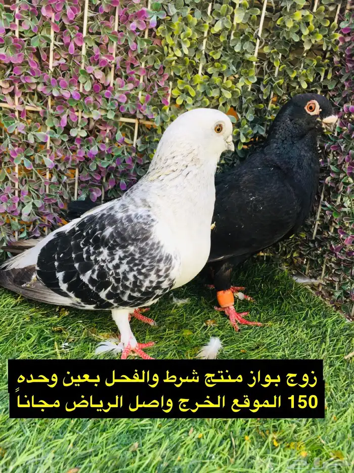 حمام شامي للبيع الموقع الخرج واصل الرياض مجانا 40