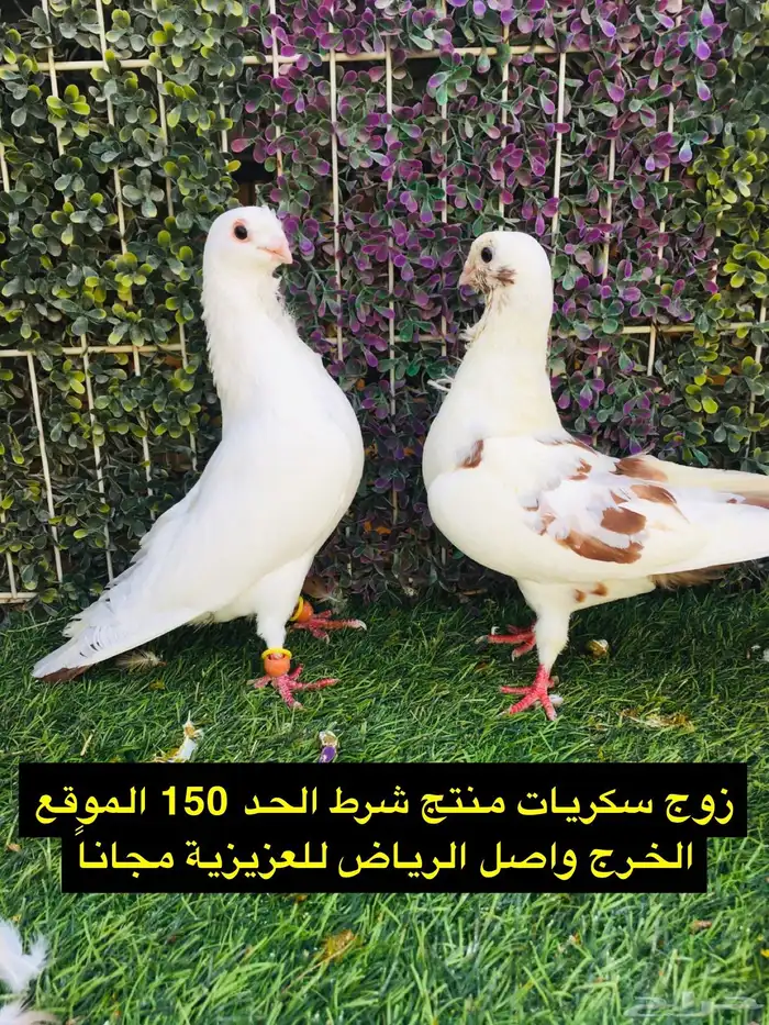 حمام شامي للبيع الموقع الخرج واصل الرياض مجانا 37