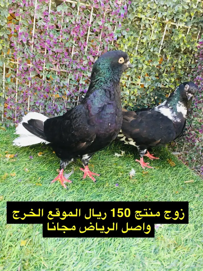حمام شامي للبيع الموقع الخرج واصل الرياض مجانا 42