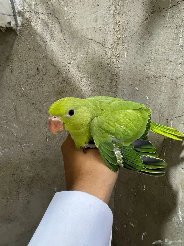 فرخ دره هندي(تم البيع) 1
