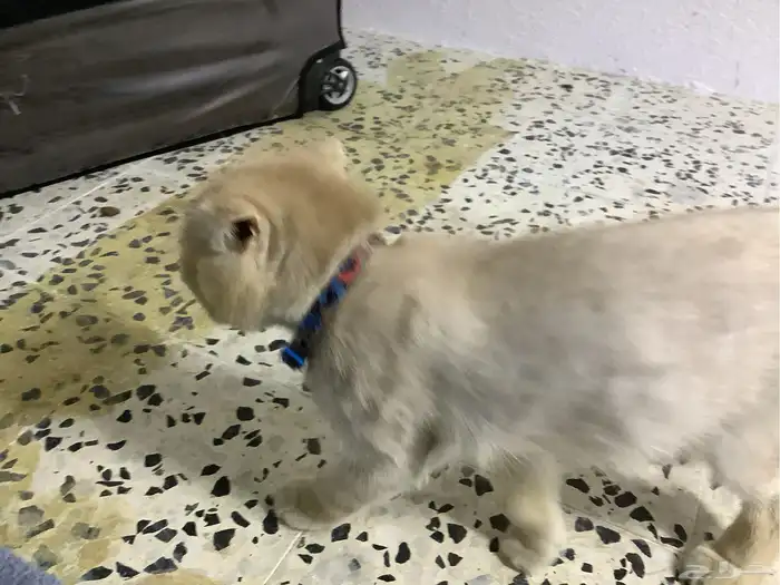قط لطيف للتزاوج 0