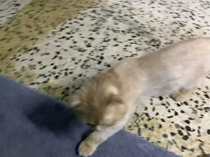قط لطيف للتزاوج 3