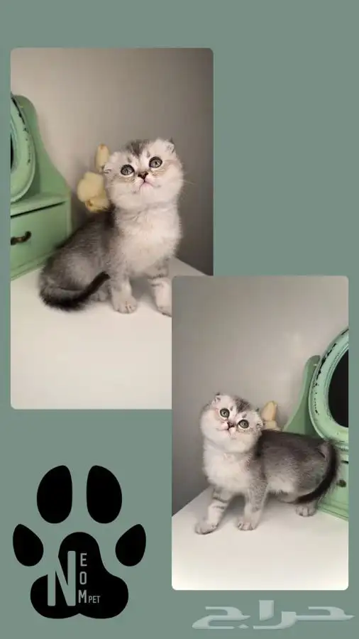 سكوتش فولد هاف بيكي بيرشن بيكي فيس شيرازي هملايا انثى ذكر 6