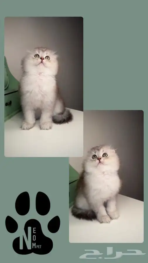 سكوتش فولد هاف بيكي بيرشن بيكي فيس شيرازي هملايا انثى ذكر 5