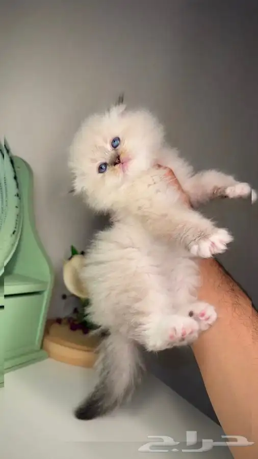 سكوتش فولد هاف بيكي بيرشن بيكي فيس شيرازي هملايا انثى ذكر 0