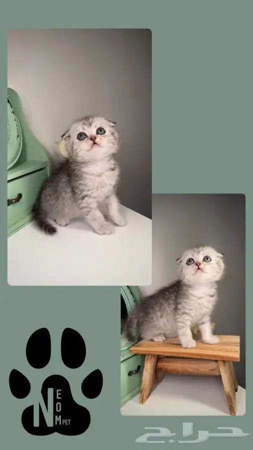 سكوتش فولد هاف بيكي بيرشن بيكي فيس شيرازي هملايا انثى ذكر 4