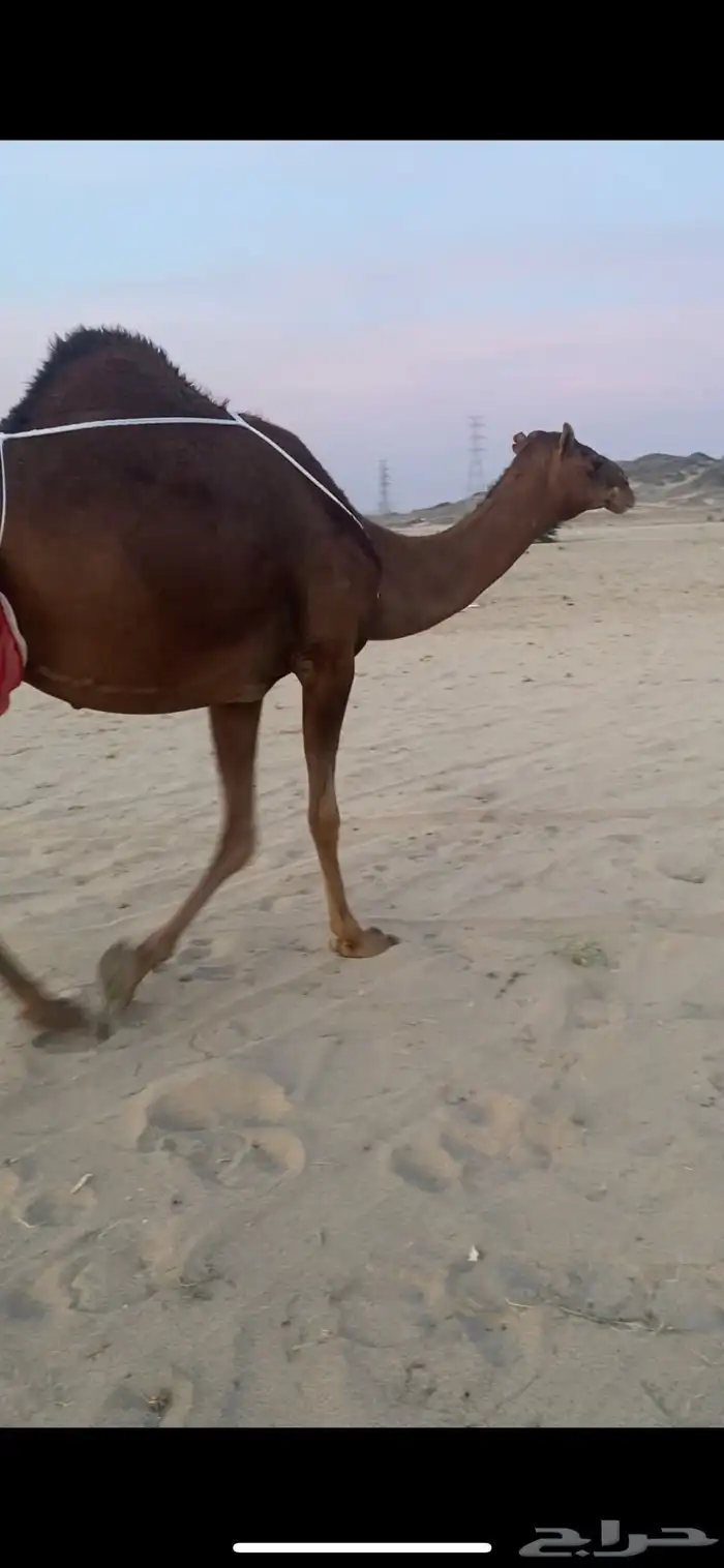 بكره حمرا دم تحتها بكره دم منيحه (تم البيع) 1