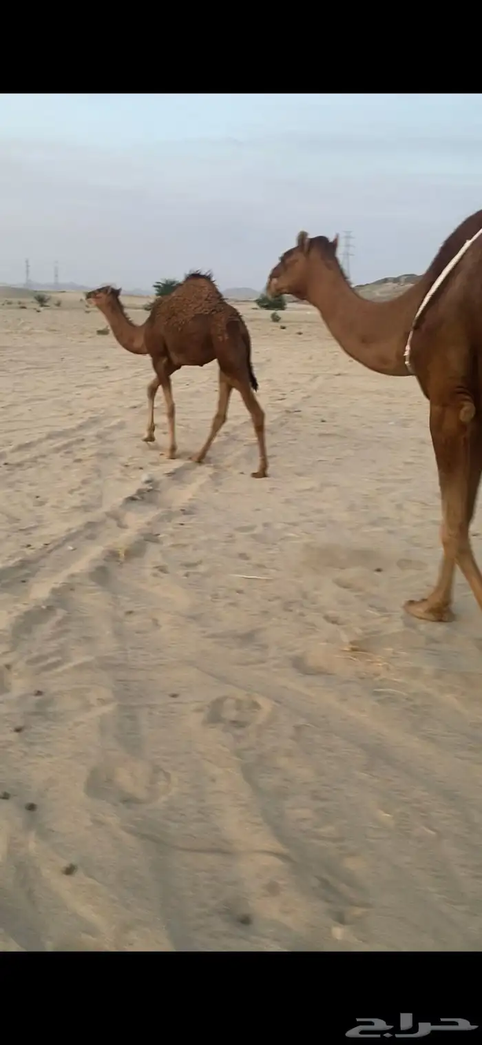 بكره حمرا دم تحتها بكره دم منيحه (تم البيع) 2
