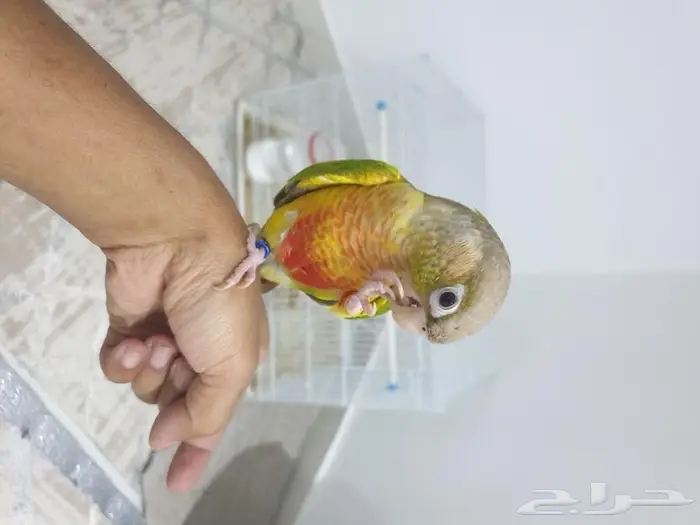 كنيور اناناس تم البيع 0