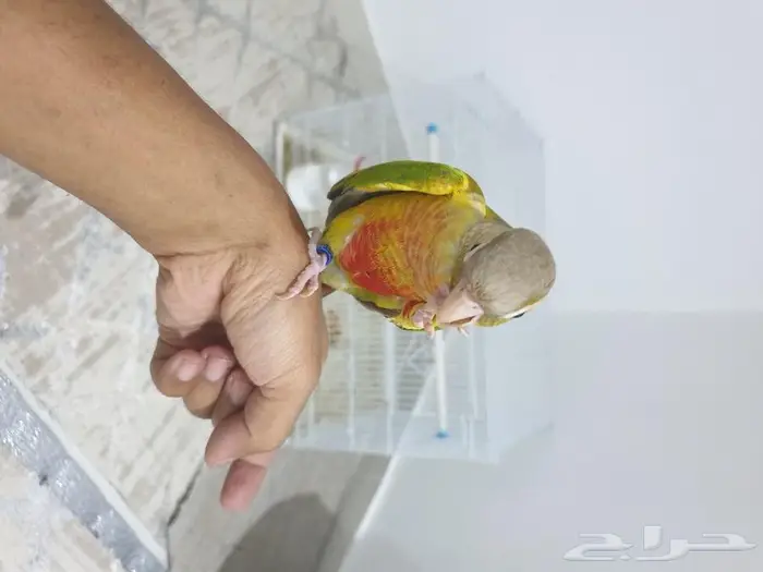 كنيور اناناس تم البيع 1