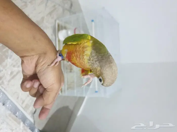 كنيور اناناس تم البيع 2