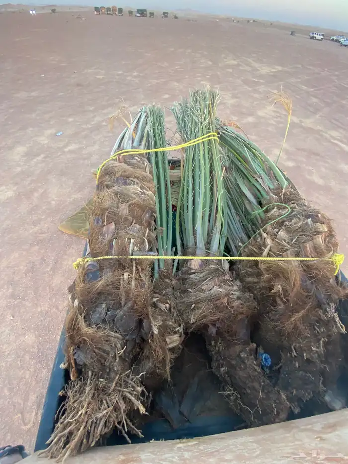 نخل دقل كبار 1