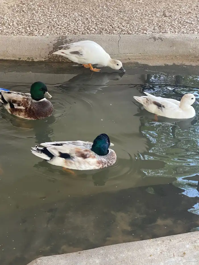 بط (كوول دك) 9