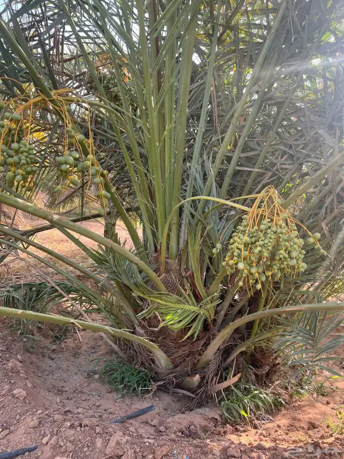 نخل مثمر للبيع 5