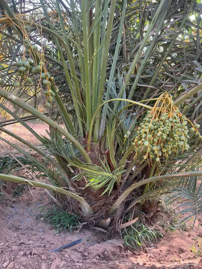 نخل مثمر للبيع 6