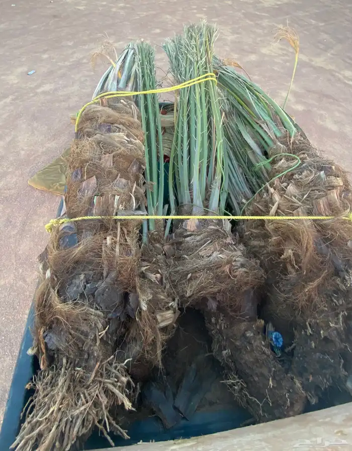 نخل دقل كبار 0