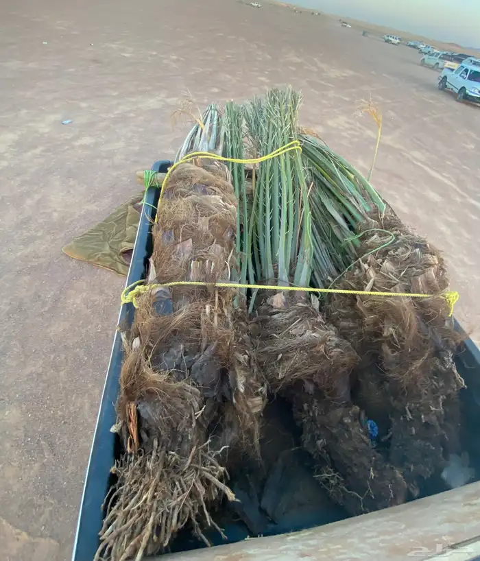 نخل دقل كبار 5