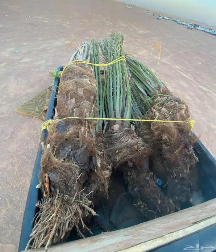 نخل دقل كبار 3