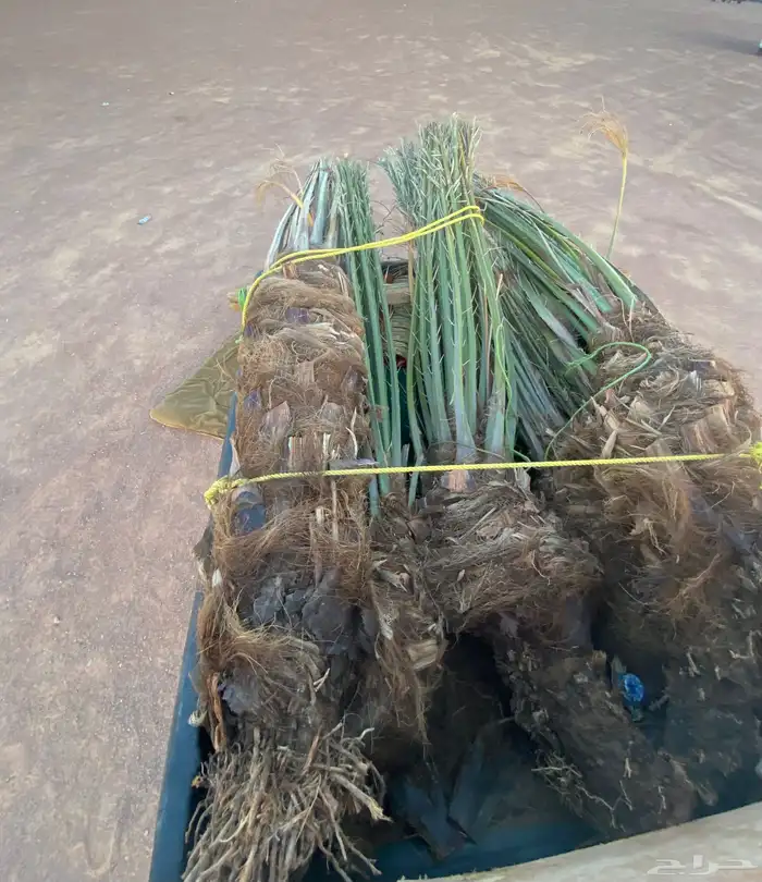 نخل دقل كبار 2