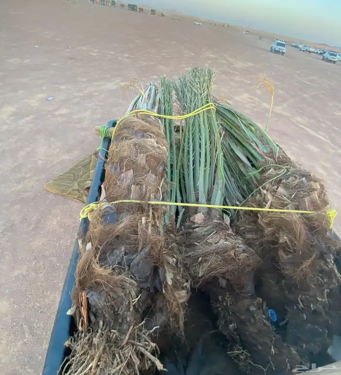 نخل دقل كبار 4