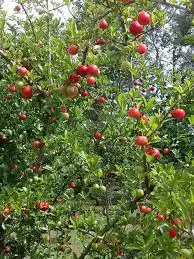 شتلات كرز تايلندي 2