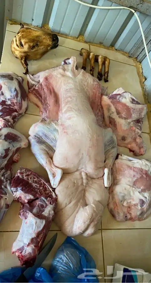 ذبايح مع خدمة الذبح والتوصيل 11