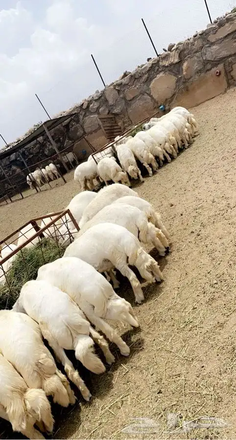 ذبايح مع خدمة الذبح والتوصيل 12