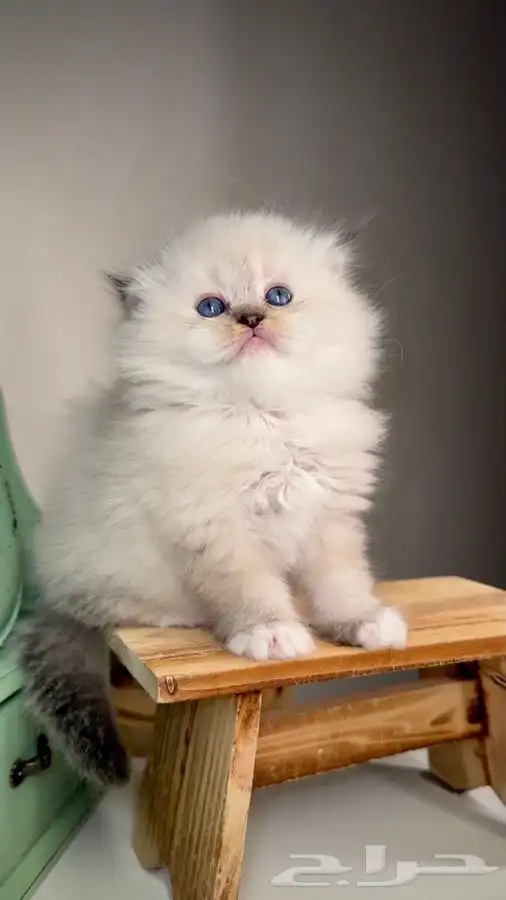 سكوتش هملايا شيرازي قطط تقسيط قطط اقساط تمارا تابي الرياض قط 0