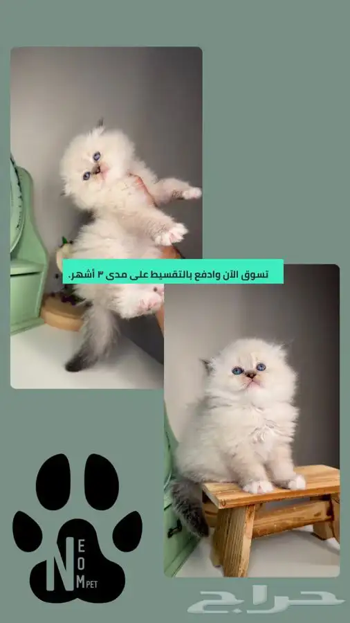 سكوتش هملايا شيرازي قطط تقسيط قطط اقساط تمارا تابي الرياض قط 1