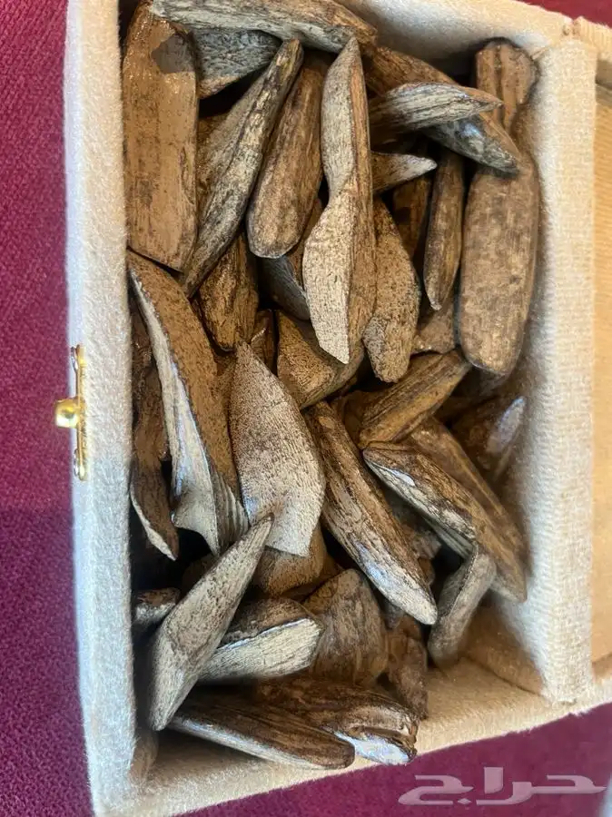 عود مروكي 1