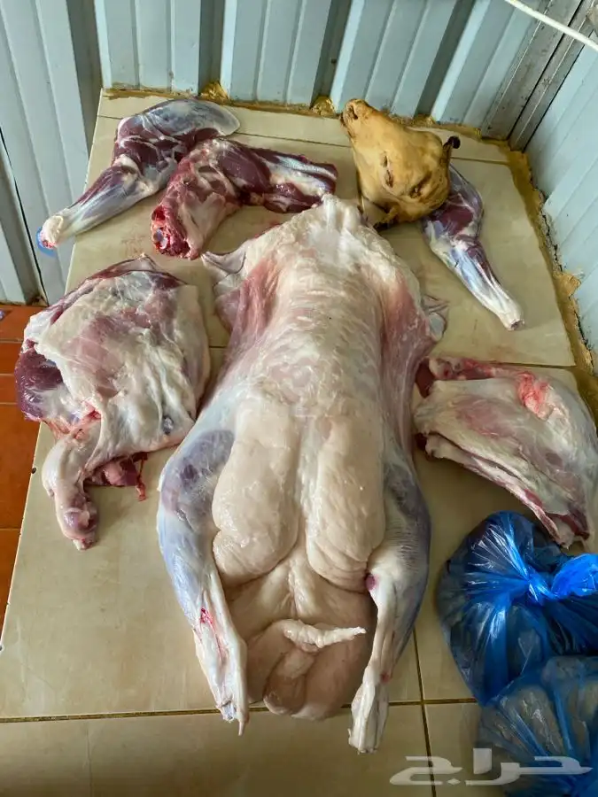 ذبايح مع خدمة الذبح والتوصيل 9