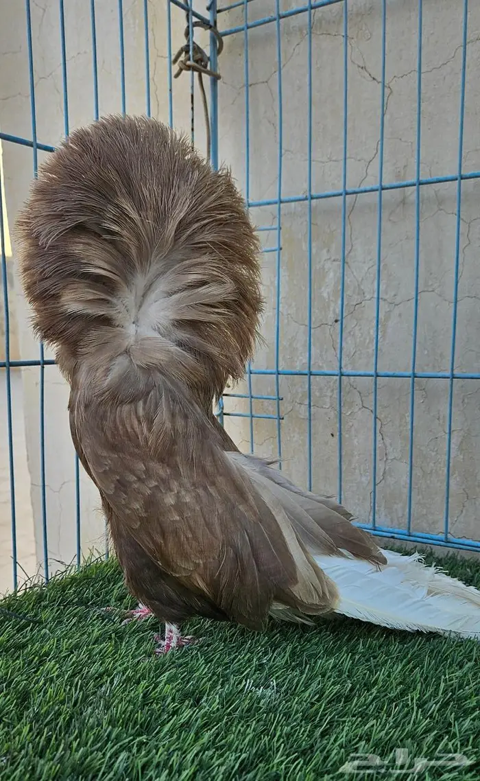 جوز جاكوبين براون مستوى ولون تب ماشاءالله 2