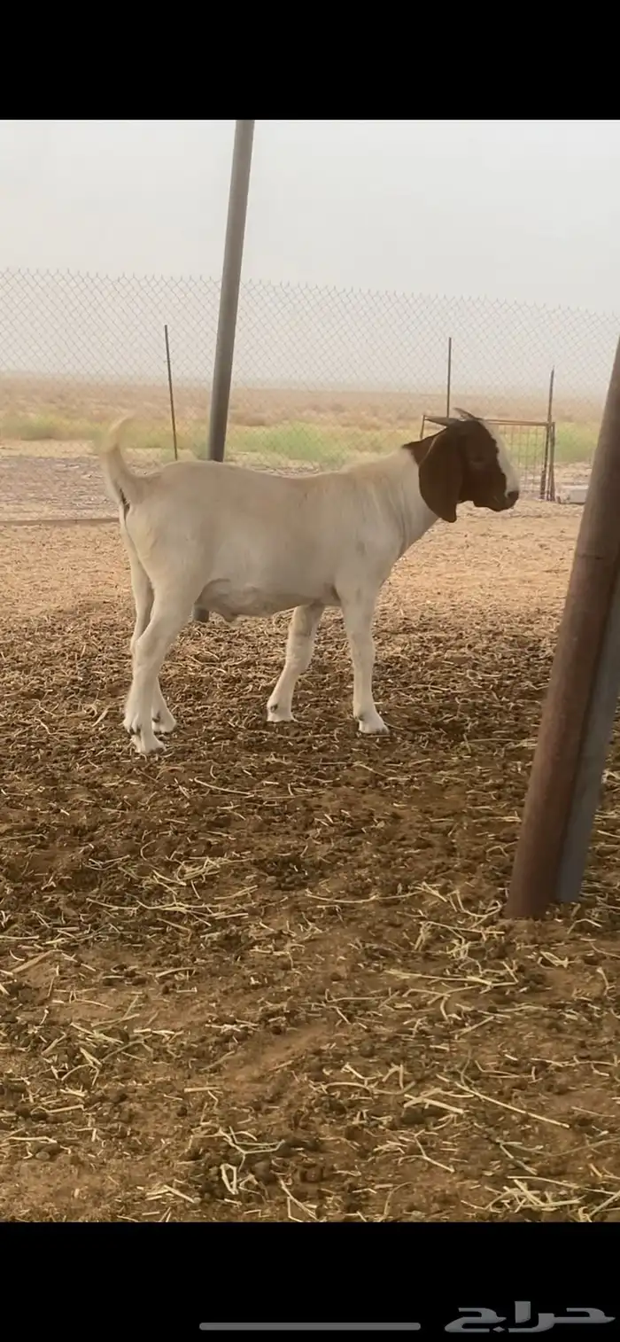مشروع فحل بورقوت بيور 0