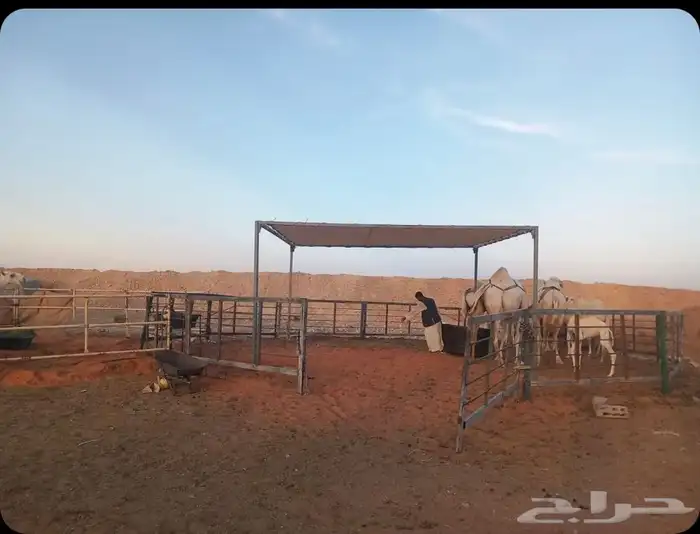 للبيع مظلات حلال ومظلات سياره ومظلات الابل ودواليب عزبه 46