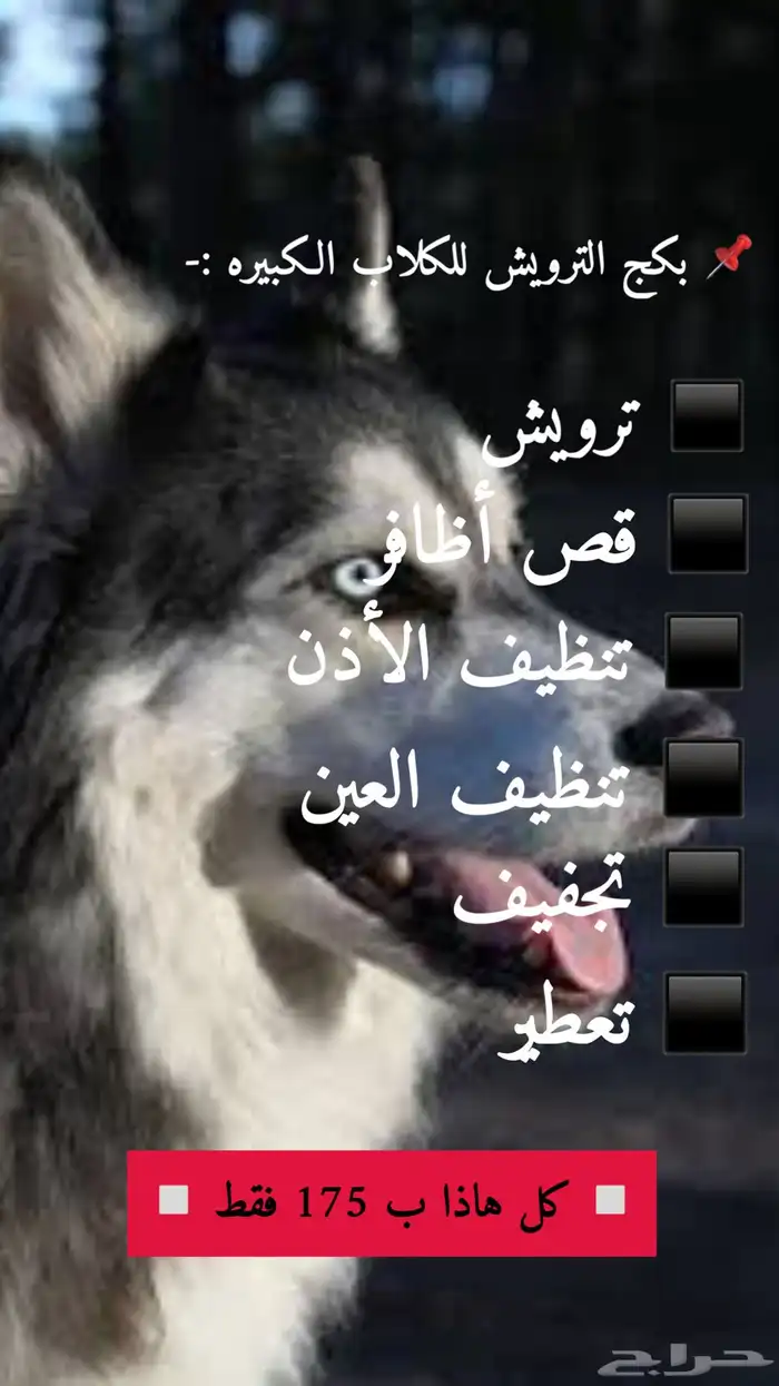 حلاقه وترويش قطط وكلاب وعلاج وتطعيمات 4