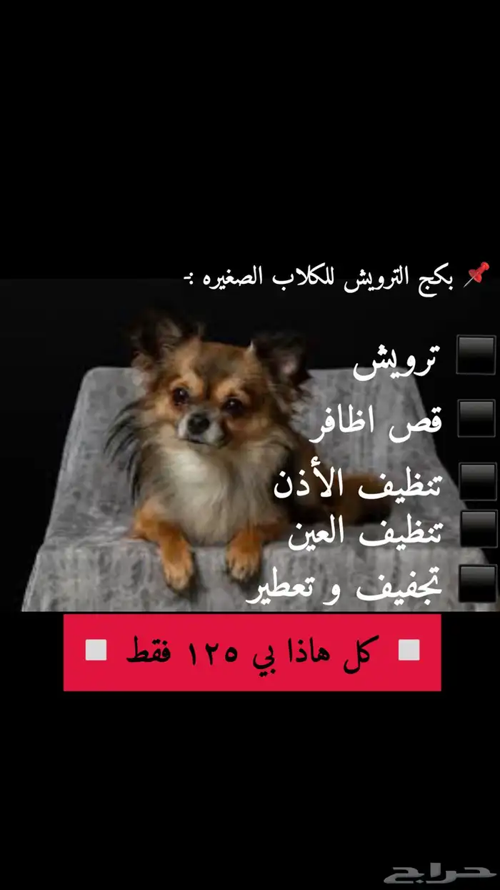 حلاقه وترويش قطط وكلاب وعلاج وتطعيمات 2