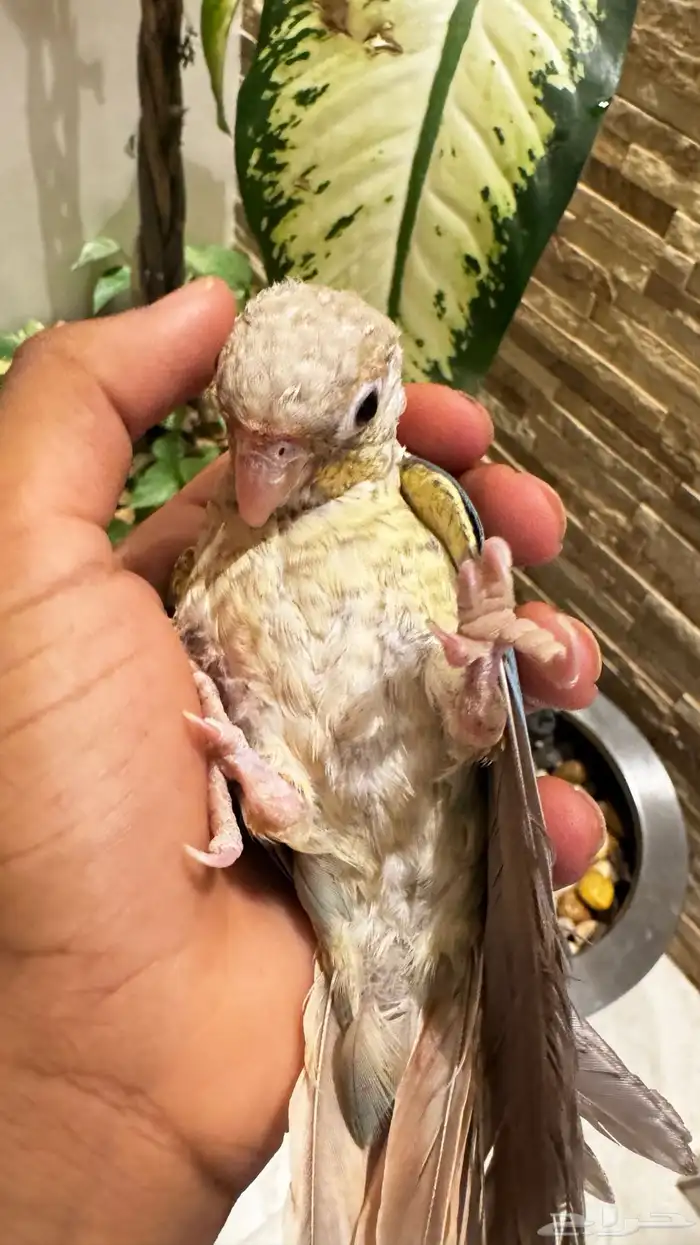 كنيور-كروان تم بيع 0