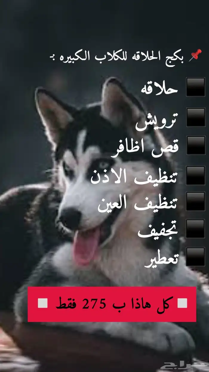 حلاقه وترويش قطط وكلاب وعلاج وتطعيمات 3