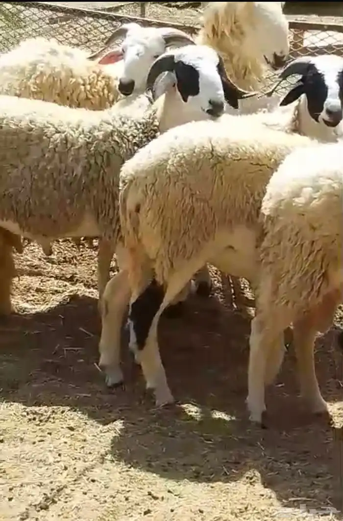 فرصة اخرى مشاريع فحول صردية 3