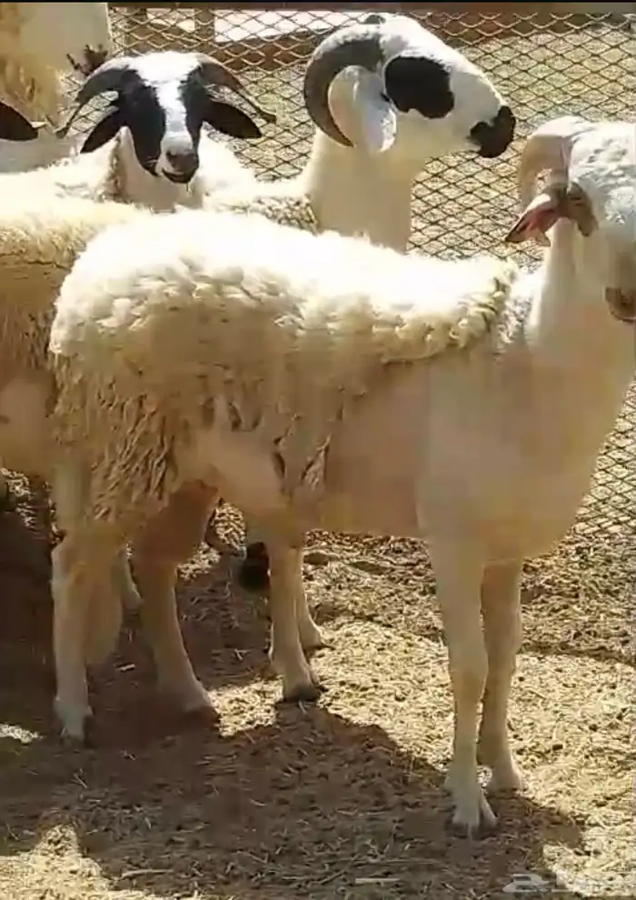 فرصة اخرى مشاريع فحول صردية 1